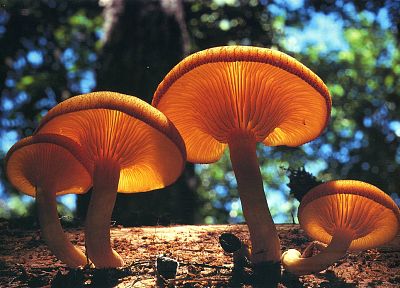 mushrooms, depth of field - duplicate desktop wallpaper