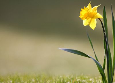 flowers, daffodils, yellow flowers - duplicate desktop wallpaper