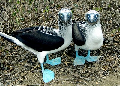 blue, nature, birds, Galapagos - random desktop wallpaper