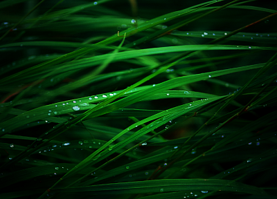 grass, water drops - desktop wallpaper