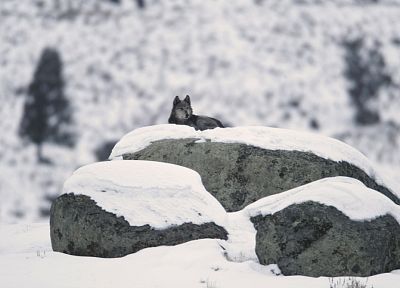 snow, animals, rocks, wolves - random desktop wallpaper