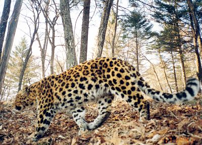 animals, leopards - random desktop wallpaper