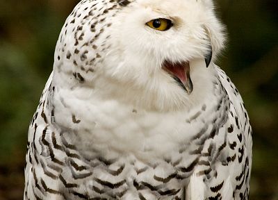 birds, owls - random desktop wallpaper