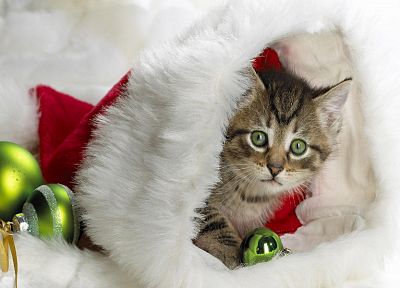 cats, Christmas, kittens - desktop wallpaper