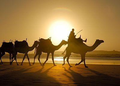 sand, camels, Morocco - desktop wallpaper
