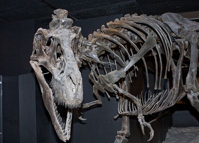 dinosaurs, skeletons, Tyrannosaurus Rex, fossil - desktop wallpaper