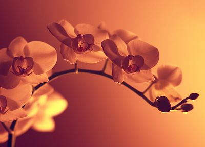 flowers, sepia, monochrome - desktop wallpaper