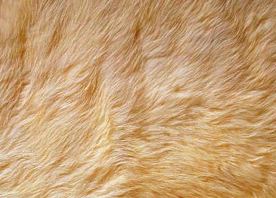 animals, fur - desktop wallpaper