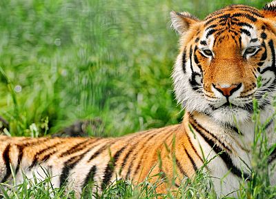 animals, tigers - random desktop wallpaper