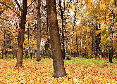 autumn, forests - duplicate desktop wallpaper