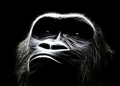 animals, monkeys, primates - duplicate desktop wallpaper