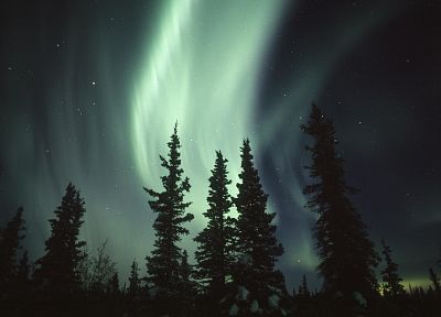 trees, aurora borealis - random desktop wallpaper