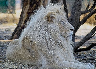 white lions - random desktop wallpaper