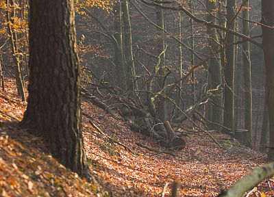 nature, trees, autumn, forests, woods - random desktop wallpaper