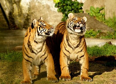 animals, tigers, cubs - random desktop wallpaper