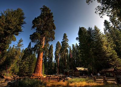 trees, California, Redwoods, conifers - desktop wallpaper