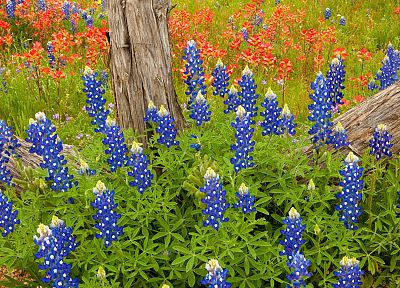 blue, Country, Texas, blue flowers, Bluebonnet - random desktop wallpaper