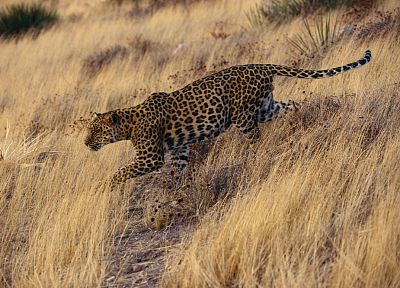 animals, jaguars - related desktop wallpaper