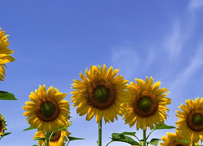 sunflowers - duplicate desktop wallpaper