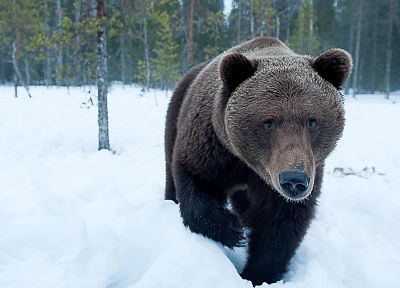 snow, forests, bears - duplicate desktop wallpaper