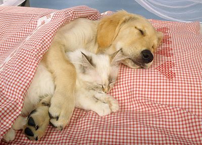 animals, dogs, sleeping - related desktop wallpaper
