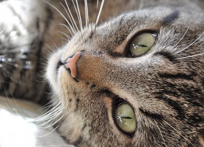 close-up, cats, animals, green eyes - desktop wallpaper