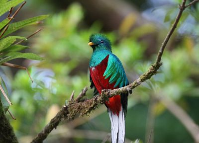birds, Quetzal, iridescence - random desktop wallpaper