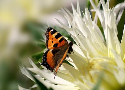 flowers, insects, butterflies - desktop wallpaper