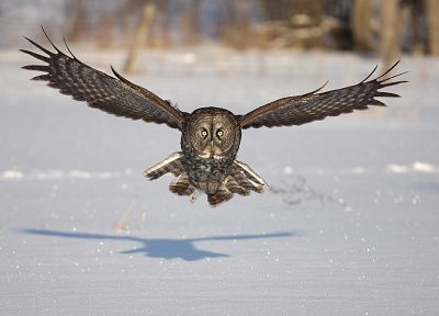 snow, birds, animals, owls - random desktop wallpaper
