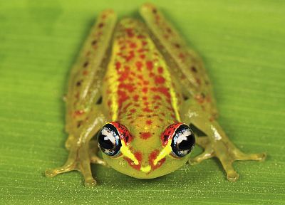 madagascar, frogs, National Park, bright, amphibians - desktop wallpaper