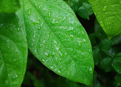 green, nature, leaves, wet, plants, water drops, macro - random desktop wallpaper