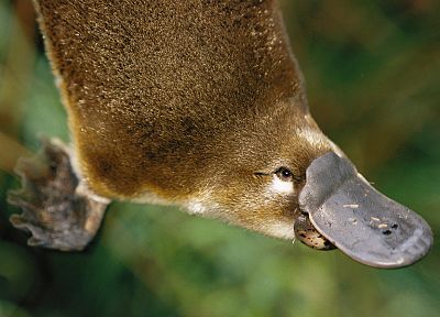 animals, platypus - desktop wallpaper