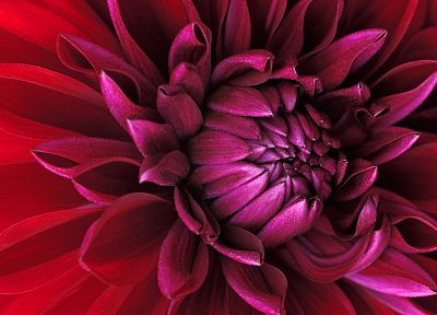 red, flowers - random desktop wallpaper