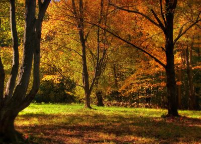 trees, autumn - random desktop wallpaper