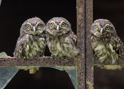 birds, owls - related desktop wallpaper