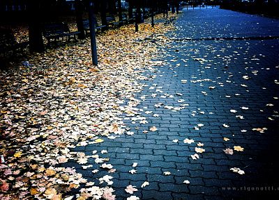 autumn, leaves, fallen leaves - related desktop wallpaper