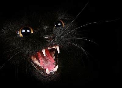 cats, animals, Black Cat - duplicate desktop wallpaper