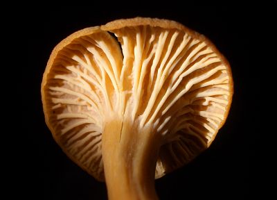 mushrooms - random desktop wallpaper