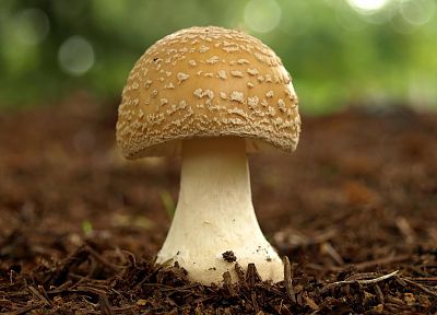mushrooms, depth of field, Panther Cap Mushrooms - related desktop wallpaper