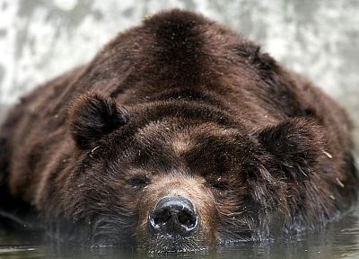 animals, bears - related desktop wallpaper