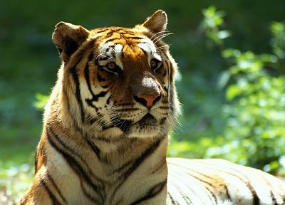 animals, Bengal tigers - duplicate desktop wallpaper