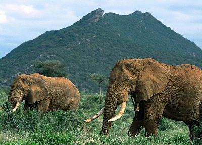 animals, elephants, African, mammals - random desktop wallpaper