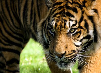 animals, tigers, feline - duplicate desktop wallpaper