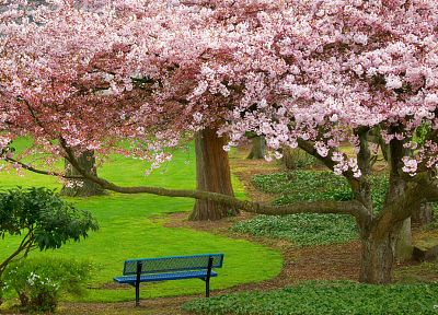 trees, blossoms, bench, parks - random desktop wallpaper