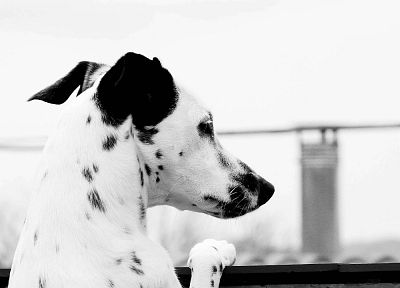 dogs, monochrome, looking back, looking down, greyscale, dalmatians - random desktop wallpaper