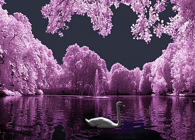 birds, purple, colored, swans, lakes - related desktop wallpaper