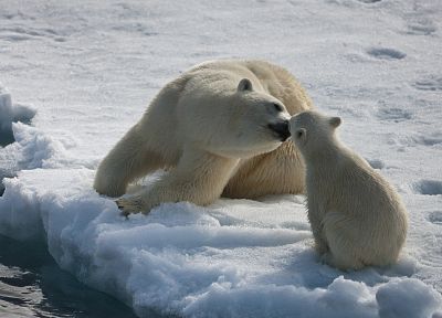 ice, animals, polar bears - duplicate desktop wallpaper