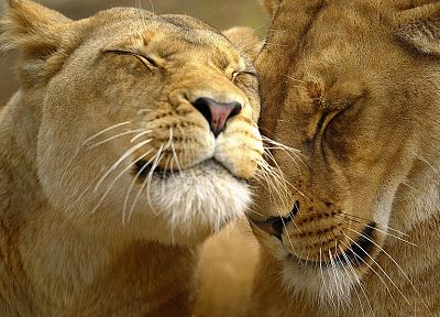 cats, animals, lions - desktop wallpaper