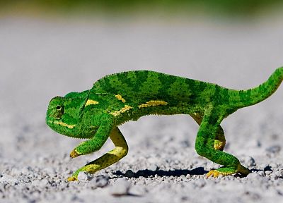 chameleons, reptiles - random desktop wallpaper