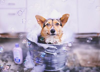 animals, dogs - random desktop wallpaper